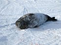 A Weddell seal lounging about.