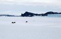 Adelie penguins scooting along on their bellies