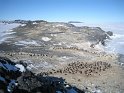 Adelie penguin rookery at Cape Royds