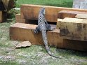 6/7/08: Another wild iguana.