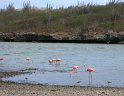 7/14/09: Flamingoes