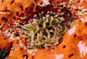 7/15/09: Sea anemone in sponge coral
