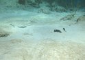 8/6/11: Southern stingray lurking in the sand
