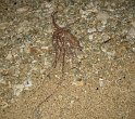 3/21/09: On a night walk, Logan caught this octopus in the shallows. That was but a forshadowing of the impact he'd have on the island's wildlife!